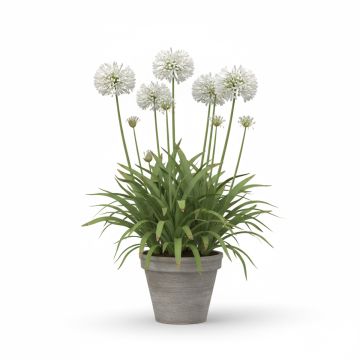 Agapanthe blanche
