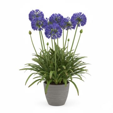 Agapanthe bleue