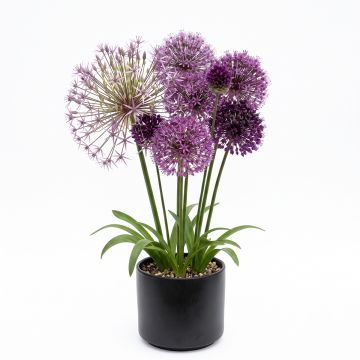 Allium à grandes fleurs en mélange