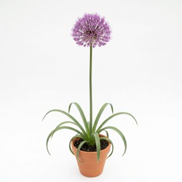Allium aux grandes ombelles