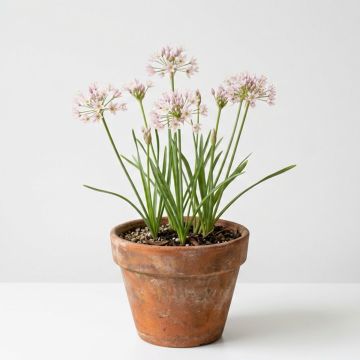 Allium rose