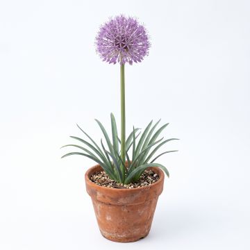 Allium étoilé