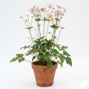 Anémone rose