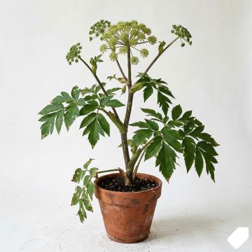Angélique officinale