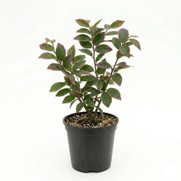 Arbre de fer