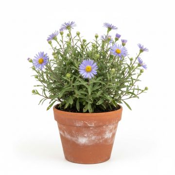 Aster bleu