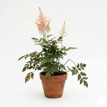 Astilbe rose