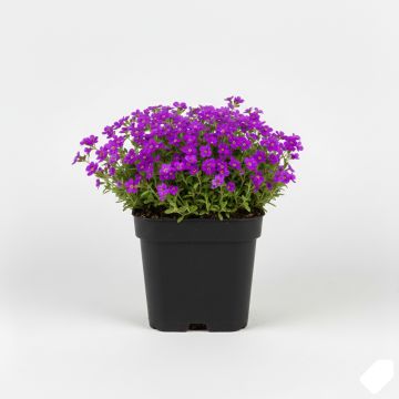 Aubriète violette