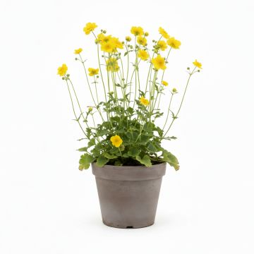 Benoîte jaune
