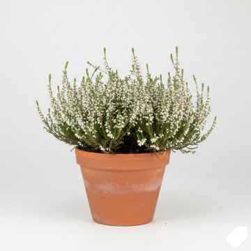 Bruyère d&#039;été blanche