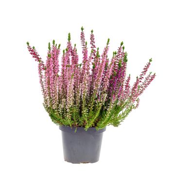Bruyère d&#039;été rose