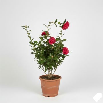 Camélia rouge