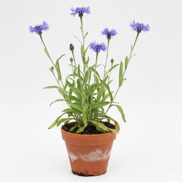 Centaurée bleue
