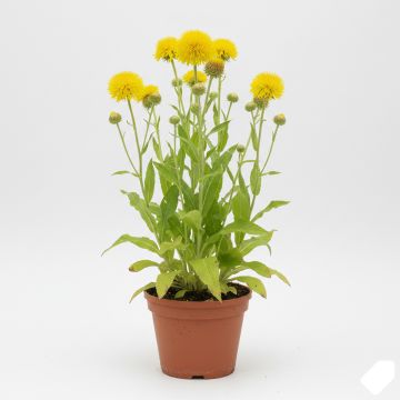 Centaurée jaune