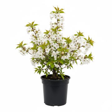 Cerisier &agrave; fleurs blanches
