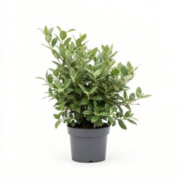 Chalef, Elaeagnus