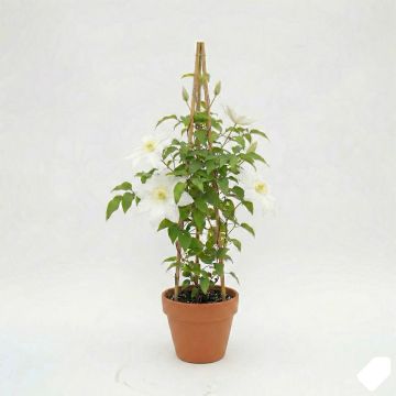 Clématite d’été blanche