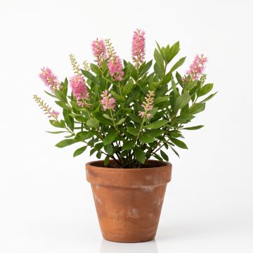 Clethra à feuilles d&#039;aulne rose