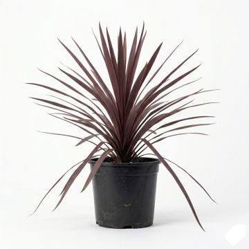 Cordyline pourpre