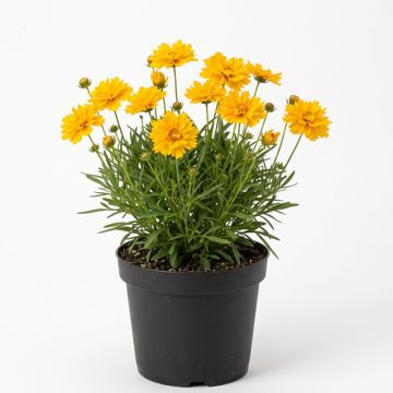 Coréopsis jaune
