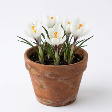 Crocus de printemps blanc