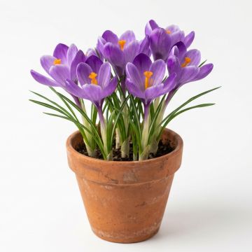Crocus de printemps bleu
