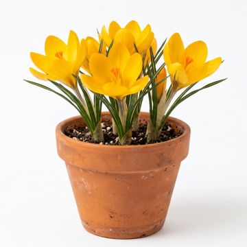 Crocus de printemps jaune