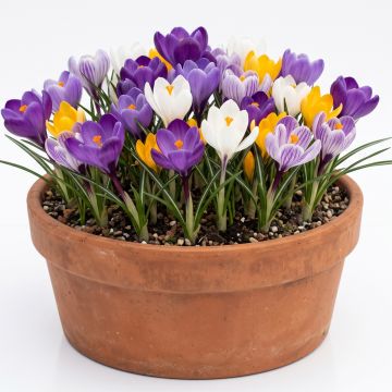 Crocus à grandes fleurs en mélange