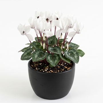 Cyclamen des fleuristes blanc
