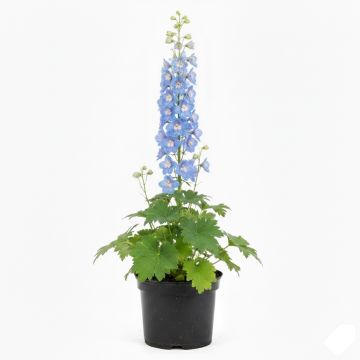 Delphinium bleu
