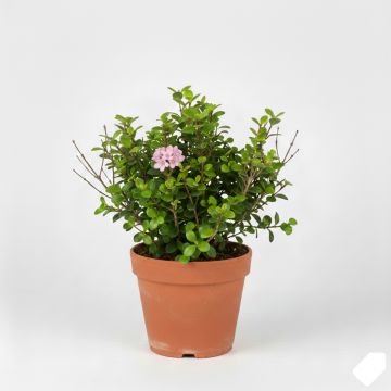 Escallonia rose