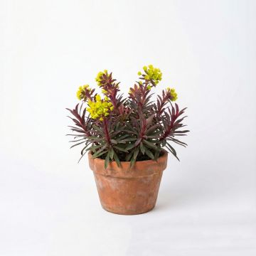 Euphorbe jaune