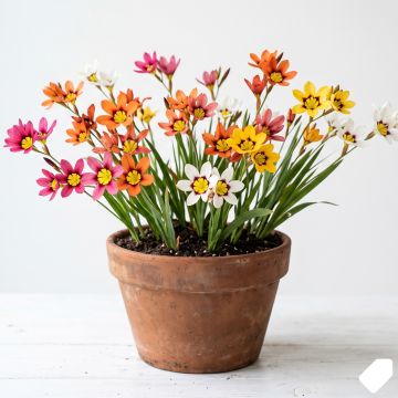Fleur d&#039;Arlequin en mélange