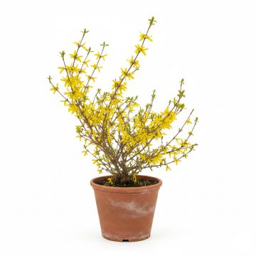 Forsythia à grandes fleurs