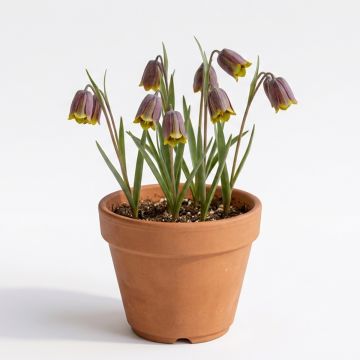 Fritillaire pourpre brun