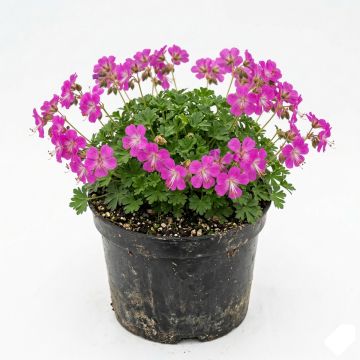 Géranium vivace rose