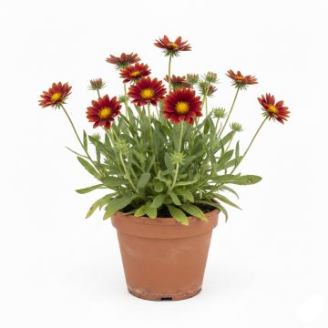 Gaillarde rouge