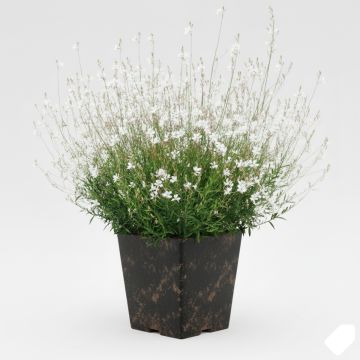 Gaura blanc