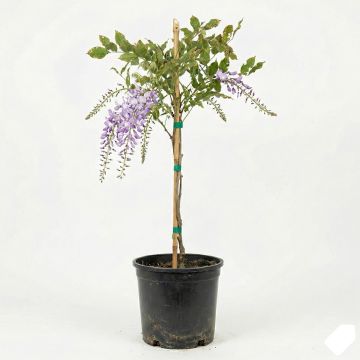 Glycine de Chine