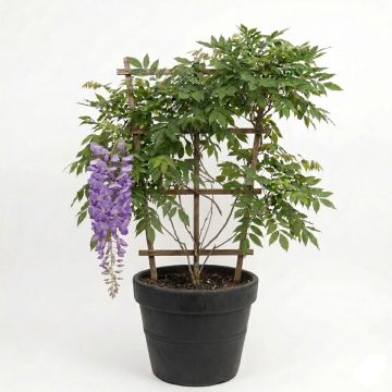 Glycine du Japon à grandes grappes