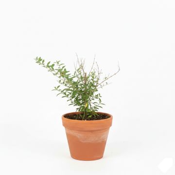 Goji