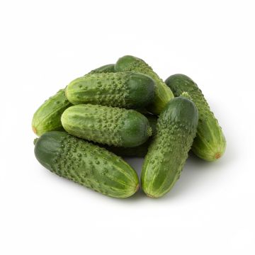 Graines de Cornichon Vert Petit de Paris