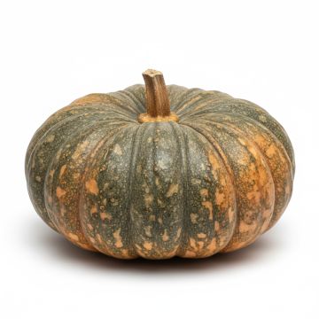 Graines de Courge Musquée d&#039;hiver de Provence