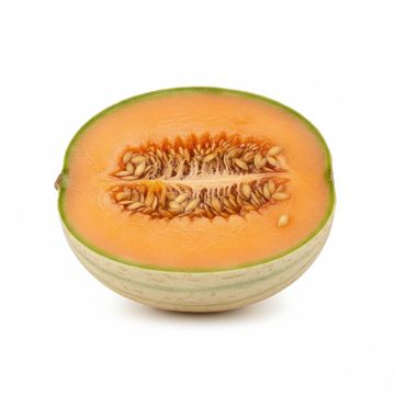 Graines de Melon Charentais