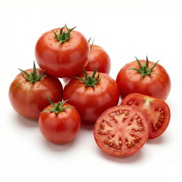 Graines de Tomate Saint Pierre