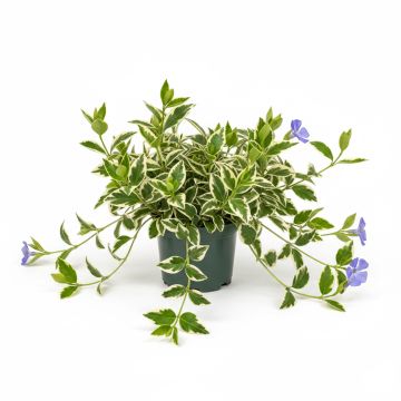 Grande Pervenche bleue panach&eacute;e