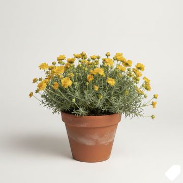 Hélianthème jaune