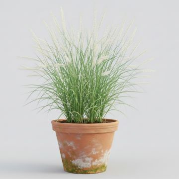 Herbe aux écouvillons épis blancs