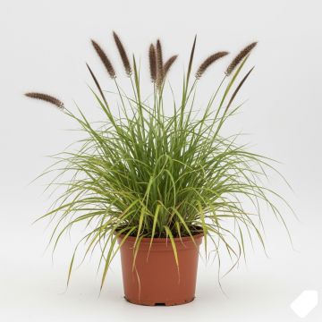 Herbe aux écouvillons épis bruns