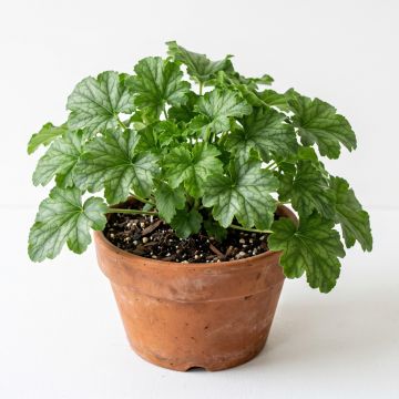 Heuchère verte